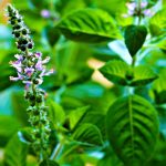 Therapeutic uses of basil, coriander and mint in ancient times