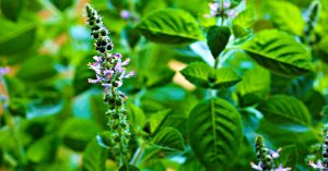Therapeutic uses of basil, coriander and mint in ancient times